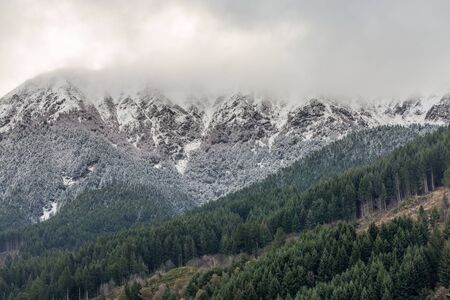 Pine Tree Forrest in snowing dayの写真素材