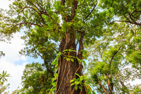 looking up at big tree