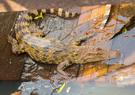 Crocodiles farming at the floating village at Tonle Sap Lake, Cambodiaの写真素材