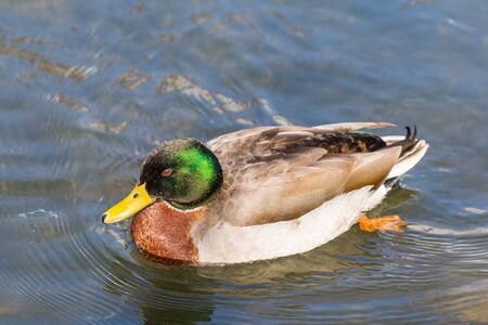 male mallard swim in the water