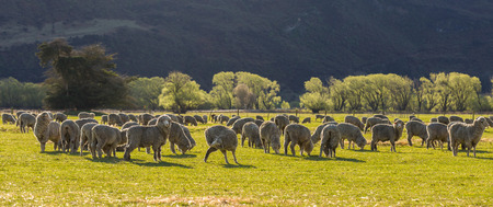 flock of sheep in New Zealand