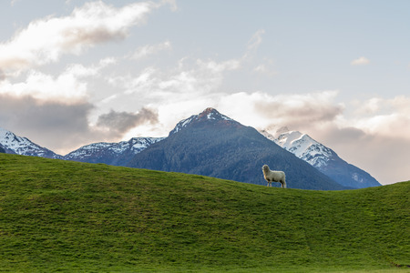 sheep on a green meadow with mountain backgroundの写真素材