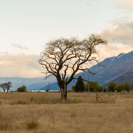 Dead tree in the meadowの写真素材