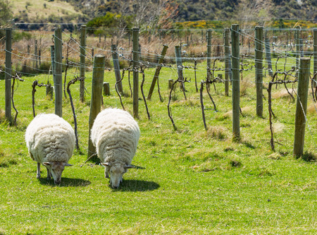 flock of sheep in New Zealandの写真素材