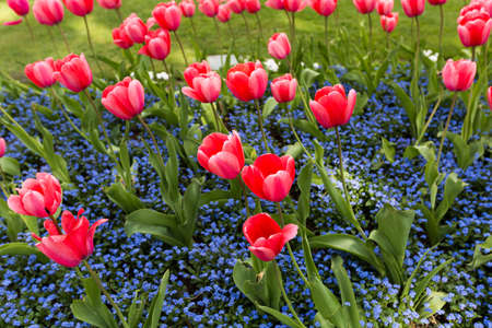 pink tulip in the gardenの写真素材