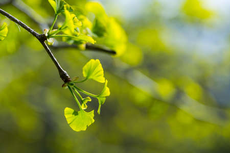 Fresh spring leaves in gardenの写真素材