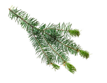 christmas tree branch isolated on whiteの写真素材