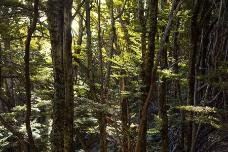 beech forest on the mountain in New Zealand