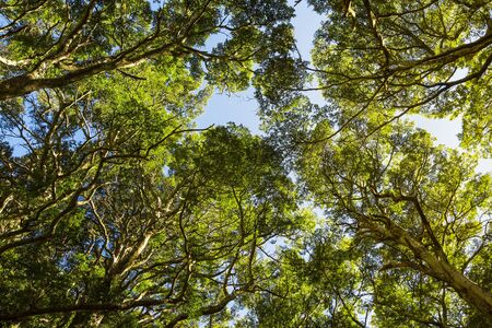 looking up in beech forest