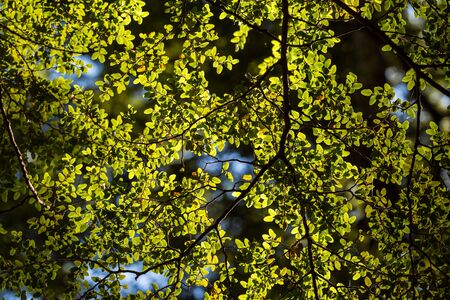 background image of green beech leaves