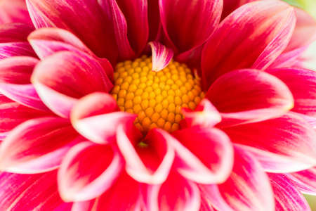 close up pink flower background
