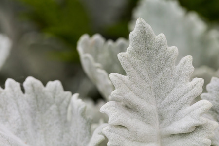 hairy leaves abstract background