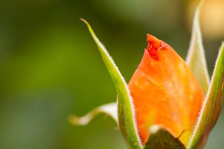 beautiful orange rose bud macroの写真素材