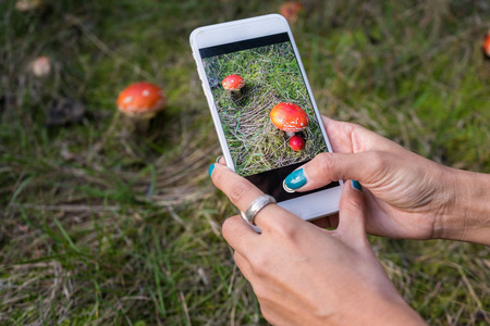 Woman hand using a smartphone taking a photo of colorful mushroomの写真素材