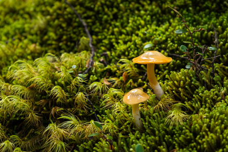 mushrooms in lush forest with green mossの写真素材
