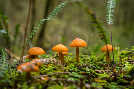 Forrest mushroom at Kepler track, New Zealandの写真素材