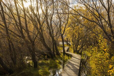boardwalk/path traverses wetlands just north of Glenorchy, New Zealandの写真素材