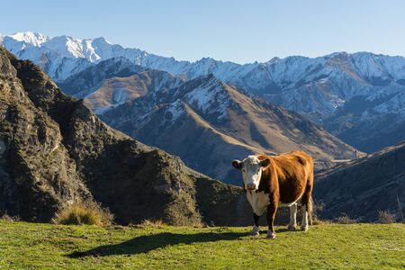 Cow on alpine meadow in New Zealandの写真素材