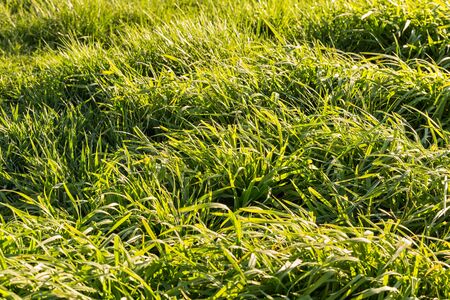 Fresh green meadow background image