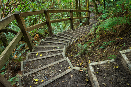 Stair through native New Zealand bushの写真素材