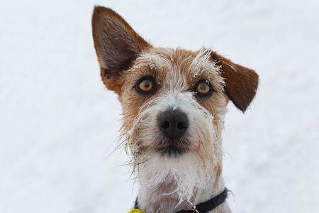 Rough Coated Jack Russell Terrier Dog with snowy faceの写真素材