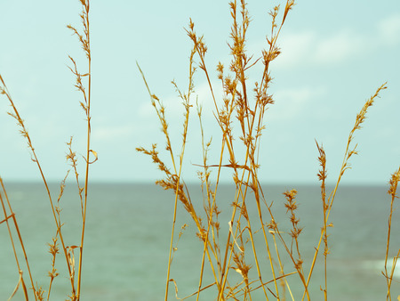 Focus brown grass with sea background