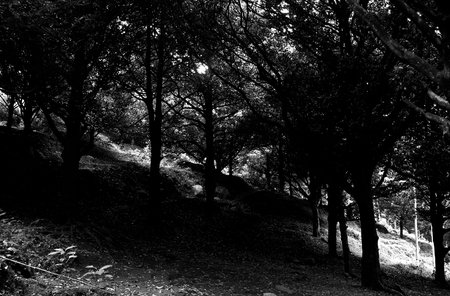 Junggle in black and whiteの写真素材