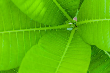Green leafs の写真素材