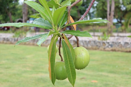 Two green fruitの写真素材