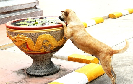 Dog is thirsty の写真素材