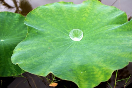 Water on the lotus leaves in Thailand 