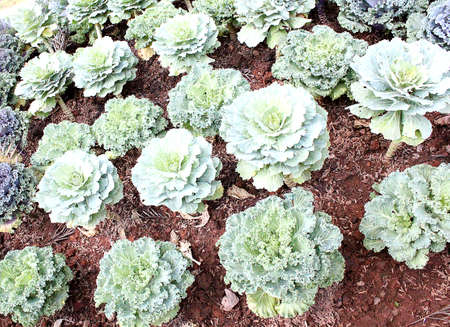 The cabbage has green on the soil