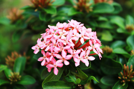 The flowers on the tree in Thailandの写真素材