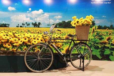 The sunflowers on the bicycle and sunflowers backgroundの写真素材