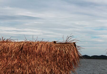 The bulrush on blue backgroundの写真素材