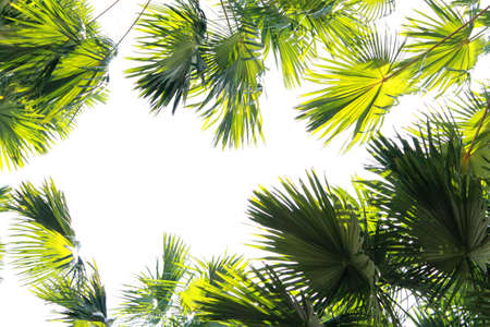 The tree and green leaves in the resortの写真素材