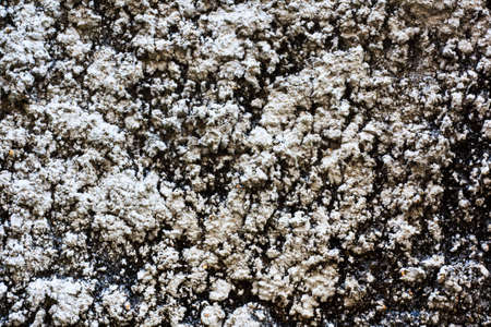 Apply lime to the area to make a wallの写真素材