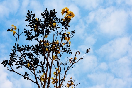 Yellow flowers, blue sky captured in the bright skyの写真素材