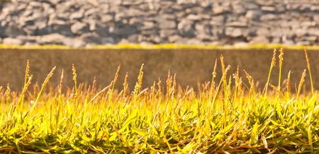 The grass background texture beautiful brown grassの写真素材