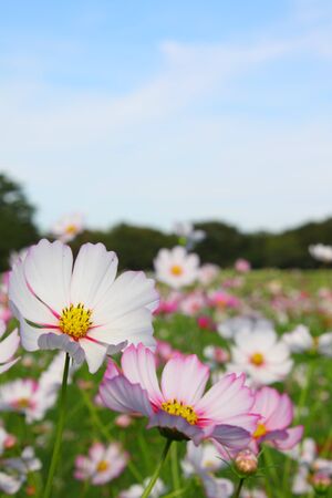 A cosmos flower face to sunrise in field.の写真素材