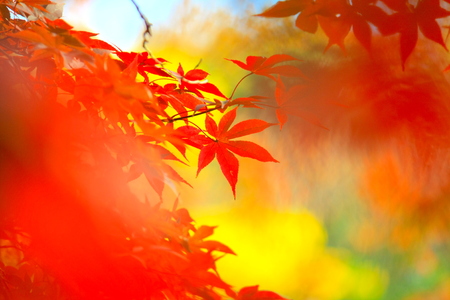 JAPANESE GARDEN with red maple leaves.