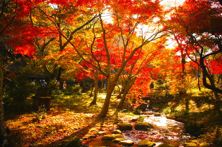 JAPANESE GARDEN with red maple leaves.のeditorial素材