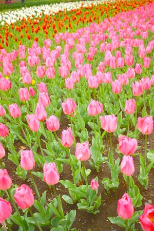 Beautiful bouquet of tulips, JAPAN.の写真素材