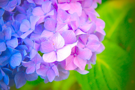 Red and Blue Flower of Hydrangea, JAPAN.