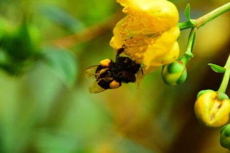 Beautiful flowers and bee.の写真素材
