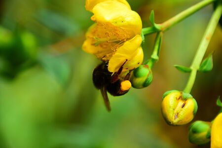 Beautiful flowers and bee.の写真素材