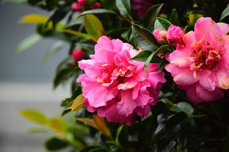 Beautiful flowers in greenの写真素材