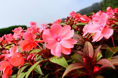 Beautiful flowers in the gardenの写真素材