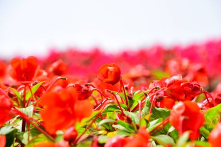 Beautiful flowers in the garden