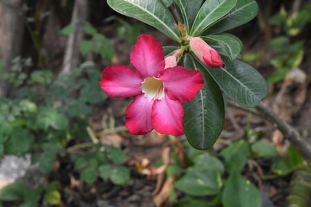 Beautiful flower in the gardenの写真素材